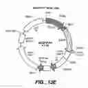 Fig. 17 - Achaete-Scute Like-2 Polypeptides and Encoding Nucleic Acids and Methods for the Diagnosis and Treatment of Tumor
