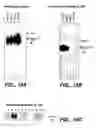 Fig. 19 - Achaete-Scute Like-2 Polypeptides and Encoding Nucleic Acids and Methods for the Diagnosis and Treatment of Tumor