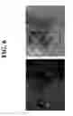 Fig. 07 - SPARC and methods of use thereof