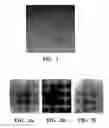 Fig. 02 - Carbon nanotube binding peptides