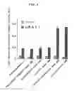Fig. 07 - Kidney-specific urate transporter and gene thereof