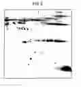 Fig. 06 - Stable storage of proteins