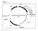 Fig. 06 - Method for the recombinant expression of a polypeptide