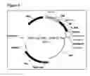 Fig. 07 - Method for the recombinant expression of a polypeptide