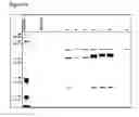 Fig. 08 - Method for the recombinant expression of a polypeptide