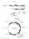 Fig. 05 - Reductase gene for alpha-substituted-alpha, beta-unsaturated carbonyl compound