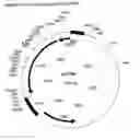 Fig. 06 - Coffee mannanase