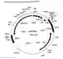 Fig. 08 - Coffee mannanase