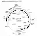 Fig. 09 - Coffee mannanase