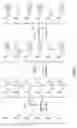 Fig. 06 - Binding layer and method for its preparation and uses thereof