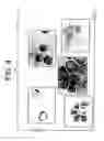 Fig. 06 - HEPATOBLASTS AND METHOD OF ISOLATING SAME