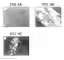 Fig. 07 - HEPATOBLASTS AND METHOD OF ISOLATING SAME