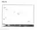 Fig. 05 - Method of manufacturing single crystalline gallium nitride thick film