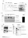 Fig. 04 - Methods for blocking TNF-alpha activity in mammals with trimeric soluble TNF receptors