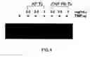 Fig. 05 - Methods for blocking TNF-alpha activity in mammals with trimeric soluble TNF receptors