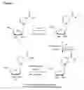 Fig. 07 - Nicotinoyl riboside compositions and methods of use