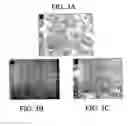 Fig. 06 - Vigilant cells