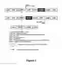 Fig. 02 - Methods of modulating cell cycle and cell signaling pathways using biliverdin reductase