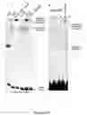 Fig. 06 - Methods of modulating cell cycle and cell signaling pathways using biliverdin reductase