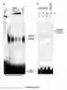 Fig. 07 - Methods of modulating cell cycle and cell signaling pathways using biliverdin reductase