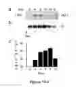 Fig. 08 - Methods of modulating cell cycle and cell signaling pathways using biliverdin reductase