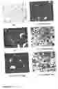 Fig. 06 - Methods of suppression of rage gene expression and rage triggered inflammatory genes by selected age-inhibitors