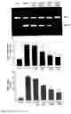 Fig. 08 - Methods of suppression of rage gene expression and rage triggered inflammatory genes by selected age-inhibitors