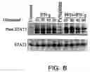 Fig. 07 - Use of pirfenidone in therapeutic regimens