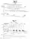 Fig. 07 - System and method to modulate phrenic nerve to prevent sleep apnea