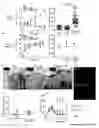 Fig. 06 - Oncohumouse