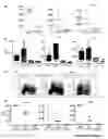 Fig. 07 - Oncohumouse