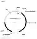 Fig. 02 - Process for decreasing verbascose in a plant by expression of a chloroplast-targeted fimD protein