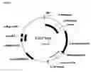 Fig. 03 - Process for decreasing verbascose in a plant by expression of a chloroplast-targeted fimD protein