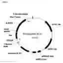 Fig. 04 - Process for decreasing verbascose in a plant by expression of a chloroplast-targeted fimD protein