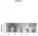 Fig. 04 - Recombinant DNA constructs and methods for controlling gene expression