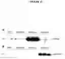 Fig. 20 - Recombinant DNA constructs and methods for controlling gene expression