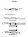 Fig. 28 - Recombinant DNA constructs and methods for controlling gene expression