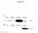 Fig. 20 - Recombinant DNA constructs and methods for controlling gene expression