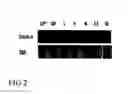 Fig. 03 - Plant promoter