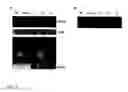 Fig. 04 - Plant promoter