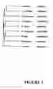 Fig. 04 - Modification of fatty acid biosynthesis using recombinant diacylglycerol acyltransferase sequences from ryegrass () and fescue ()