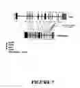 Fig. 09 - Modification of fatty acid biosynthesis using recombinant diacylglycerol acyltransferase sequences from ryegrass () and fescue ()