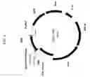 Fig. 05 - Delta-9 elongases and their use in making polyunsaturated fatty acids