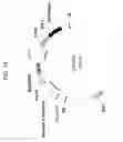 Fig. 19 - Delta-9 elongases and their use in making polyunsaturated fatty acids