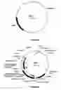 Fig. 07 - Plants having modified growth characteristics and method for making the same