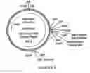 Fig. 02 - Chimeric toxin receptor proteins and chimeric toxin receptor proteins for treatment and prevention of anthrax
