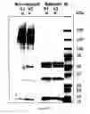 Fig. 100 - Chimeric toxin receptor proteins and chimeric toxin receptor proteins for treatment and prevention of anthrax