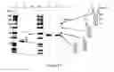 Fig. 95 - Chimeric toxin receptor proteins and chimeric toxin receptor proteins for treatment and prevention of anthrax