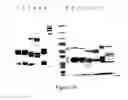 Fig. 96 - Chimeric toxin receptor proteins and chimeric toxin receptor proteins for treatment and prevention of anthrax