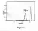 Fig. 97 - Chimeric toxin receptor proteins and chimeric toxin receptor proteins for treatment and prevention of anthrax